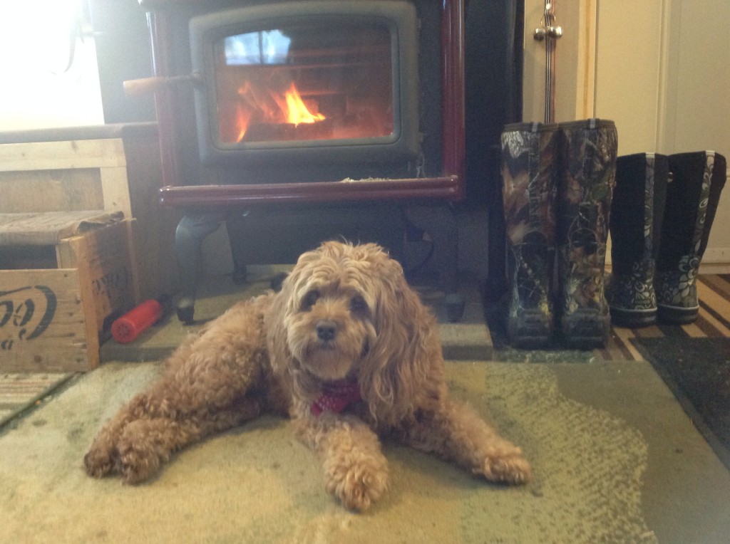 Lily Hangin by the fire